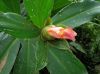 image of Costus 