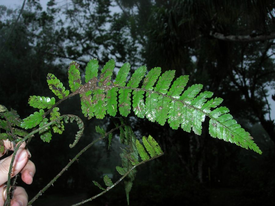 Cyatheaceae Cyathea multiflora
