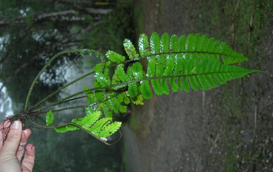 Cyatheaceae Cyathea multiflora