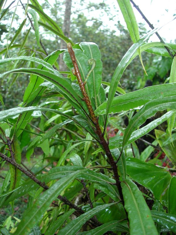 Oleandraceae Oleandra costaricensis
