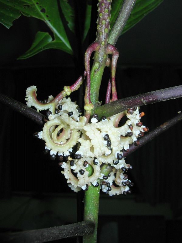 Cleomaceae Podandrogyne decipiens