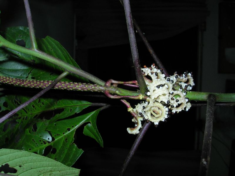 Cleomaceae Podandrogyne decipiens