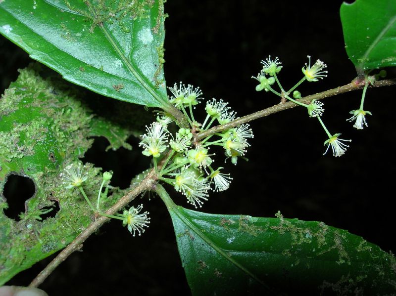 Salicaceae Xylosma 