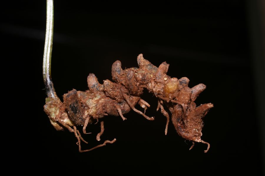 Cystopteridaceae Cystopteris fragilis
