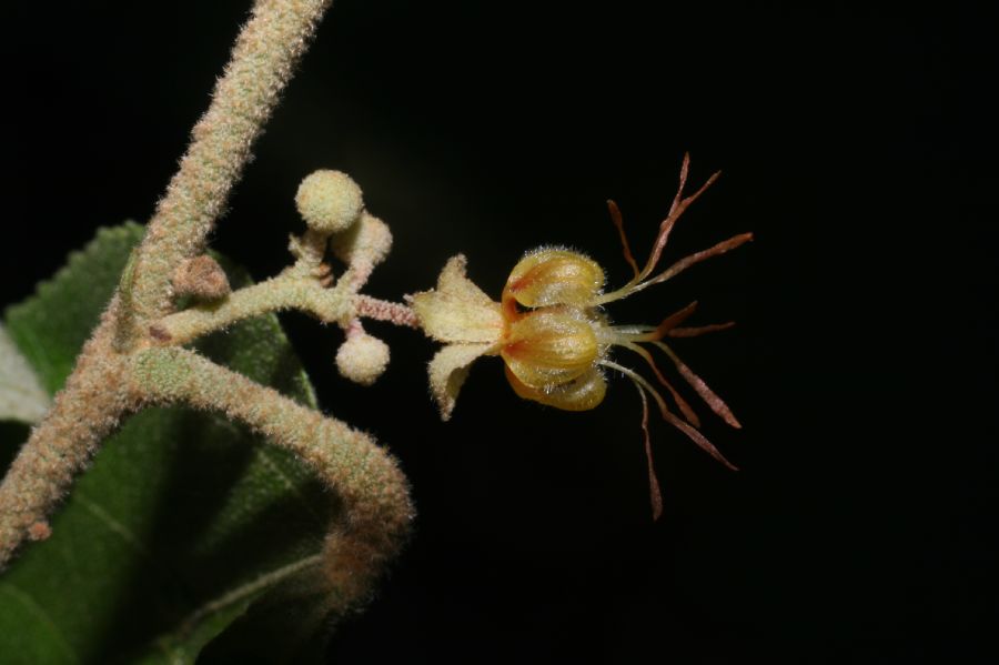 Byttneriaceae Guazuma ulmifolia