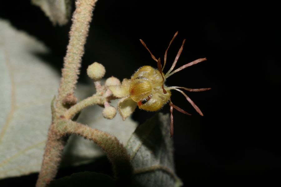Byttneriaceae Guazuma ulmifolia