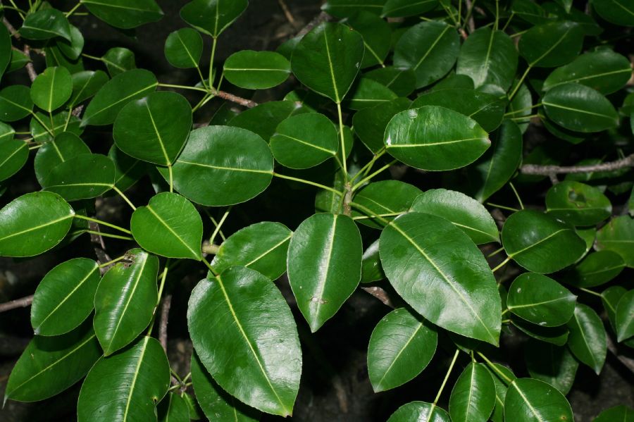 Euphorbiaceae Hippomane mancinella