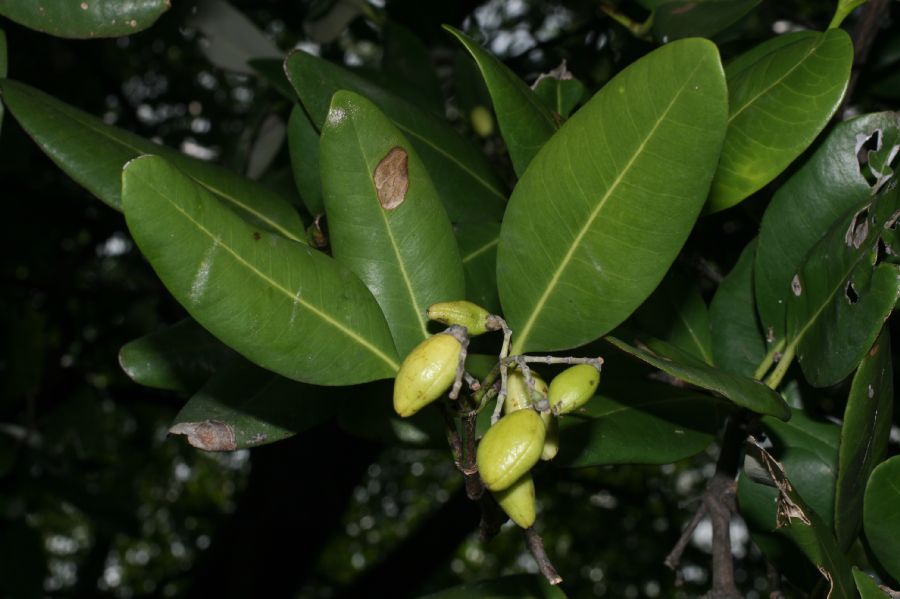 Combretaceae Laguncularia racemosa