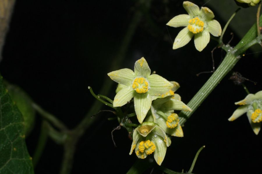 Cucurbitaceae Sicyos angulata