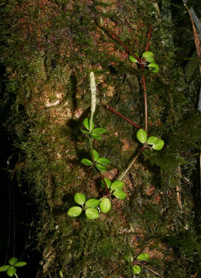 Piperaceae Peperomia 