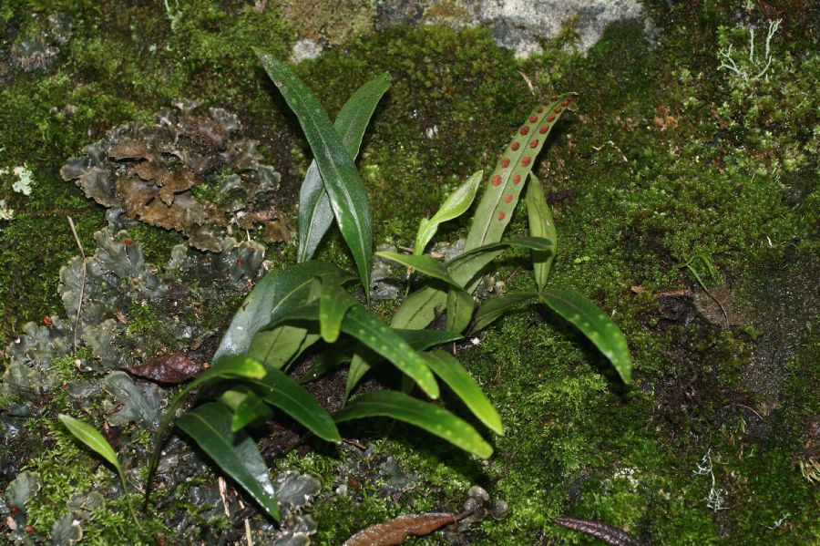 Polypodiaceae Pleopeltis complanata