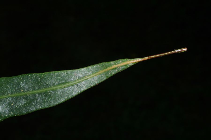 Polypodiaceae Pleopeltis complanata