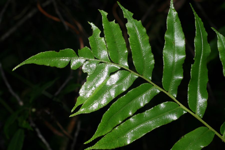 Blechnaceae Parablechnum scheideanum