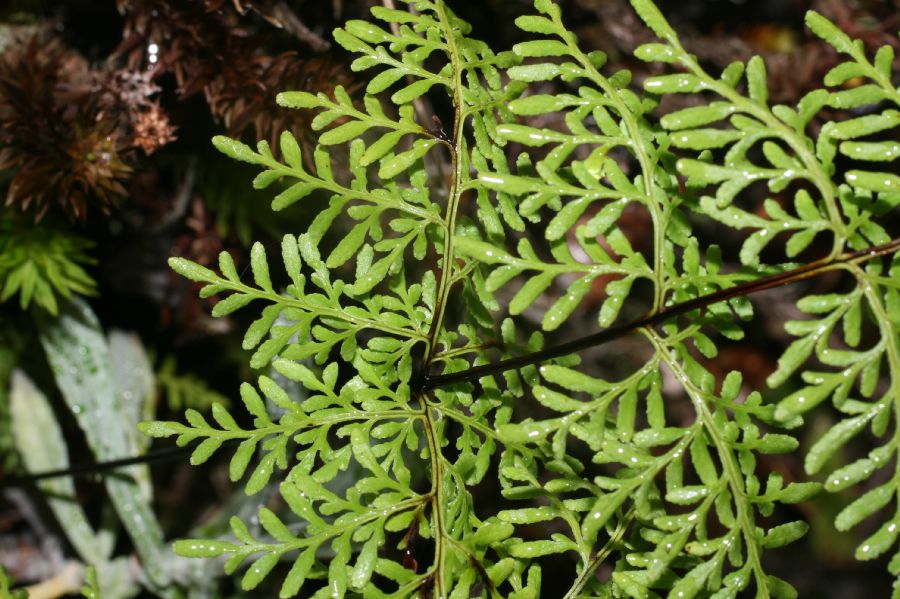 Pteridaceae Gaga marginata