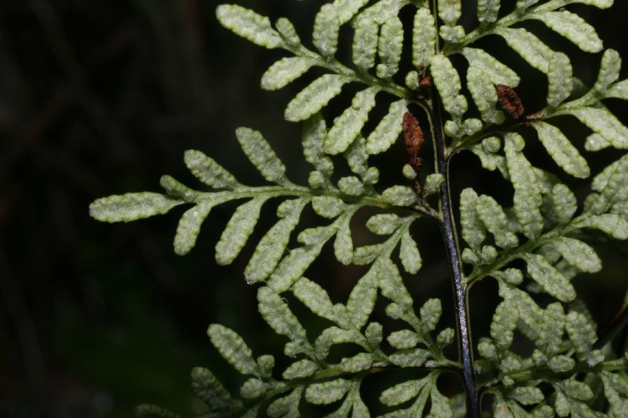 Pteridaceae Gaga marginata