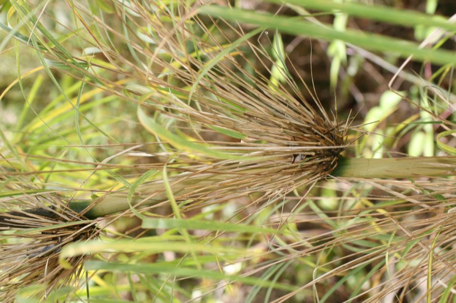 Poaceae Chusquea subtesselata