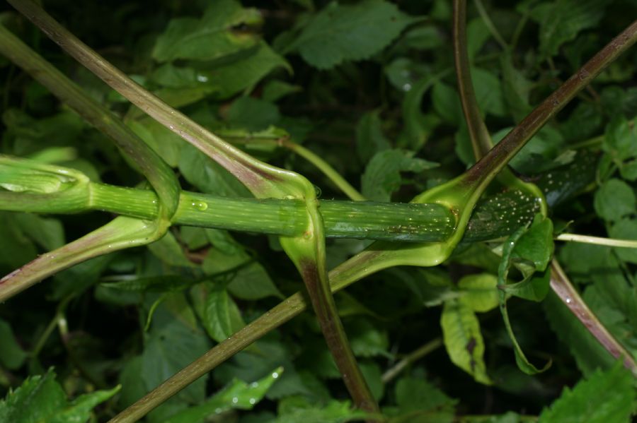 Asteraceae Dahlia 