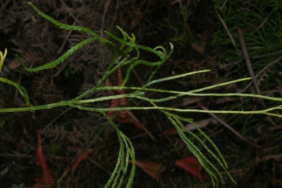 Lycopodiaceae Diphasiastrum thyoides