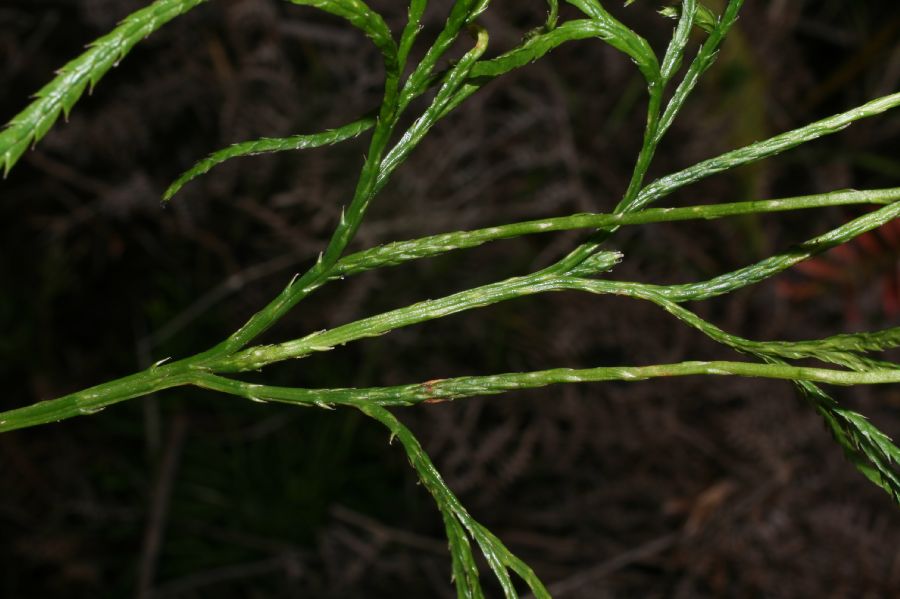 Lycopodiaceae Diphasiastrum thyoides