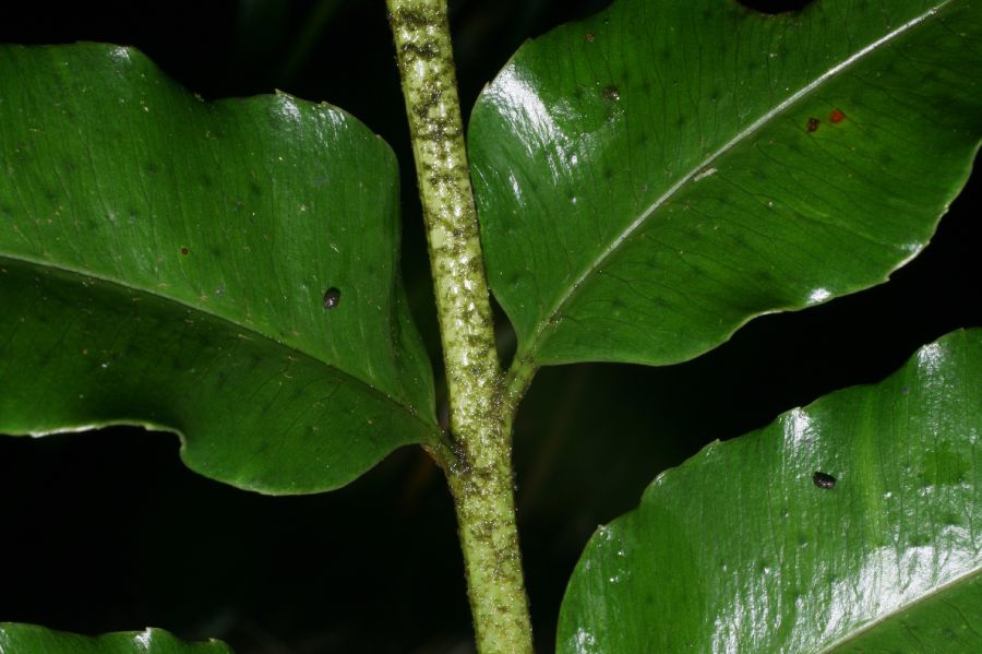 Dryopteridaceae Phanerophlebia macrosora