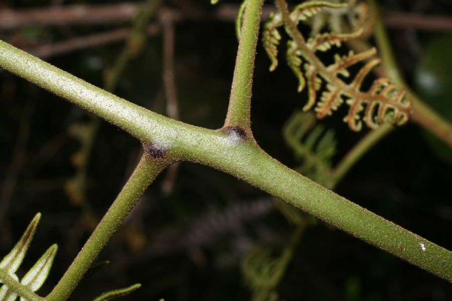 Dennstaedtiaceae Pteridium pseudocaudatum