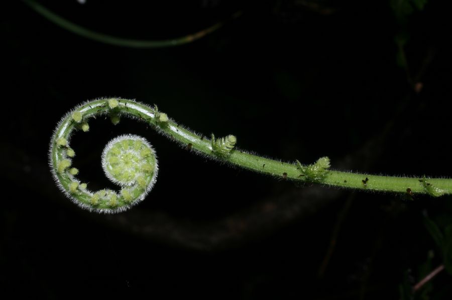 Thelypteridaceae Amauropelta pilosula