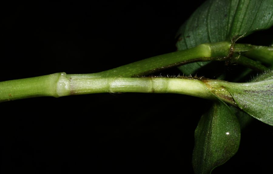 Commelinaceae Tradescantia poelliae