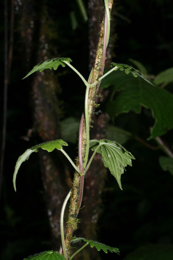Caprifoliaceae Valeriana candolleana