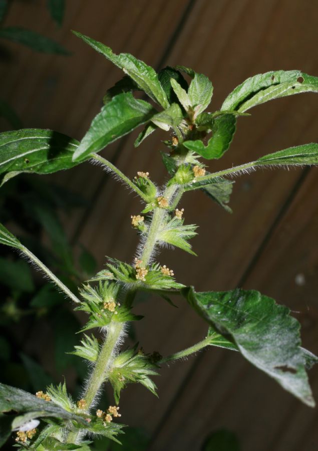 Euphorbiaceae Acalypha virginica