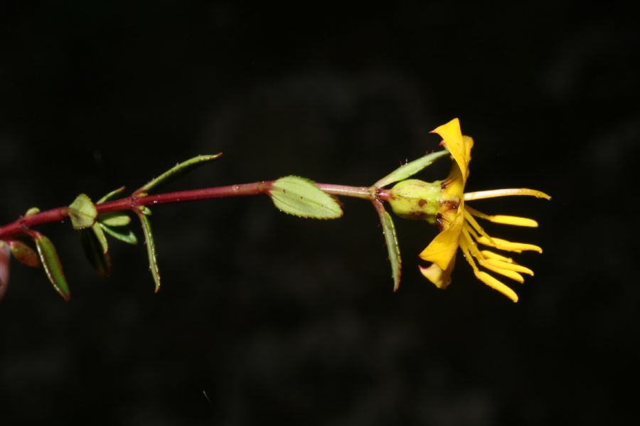 Melastomataceae Chaetolepis cufodontisii