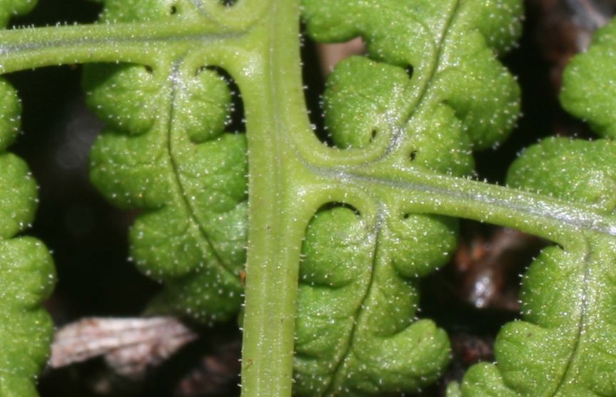 Dryopteridaceae Dryopteris nubigena