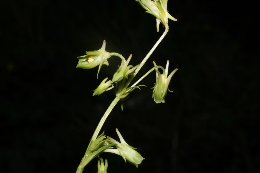 Gentianaceae Halenia aquilegiella