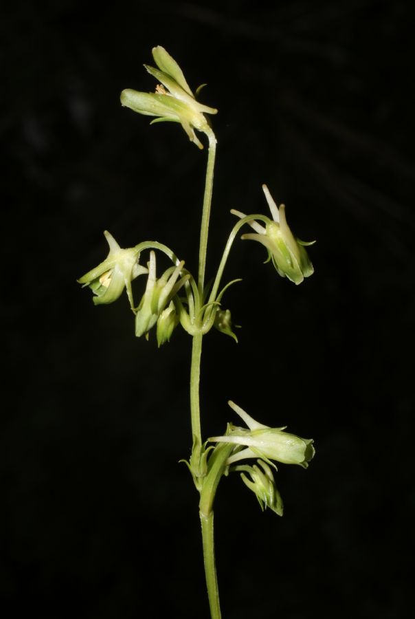 Gentianaceae Halenia aquilegiella