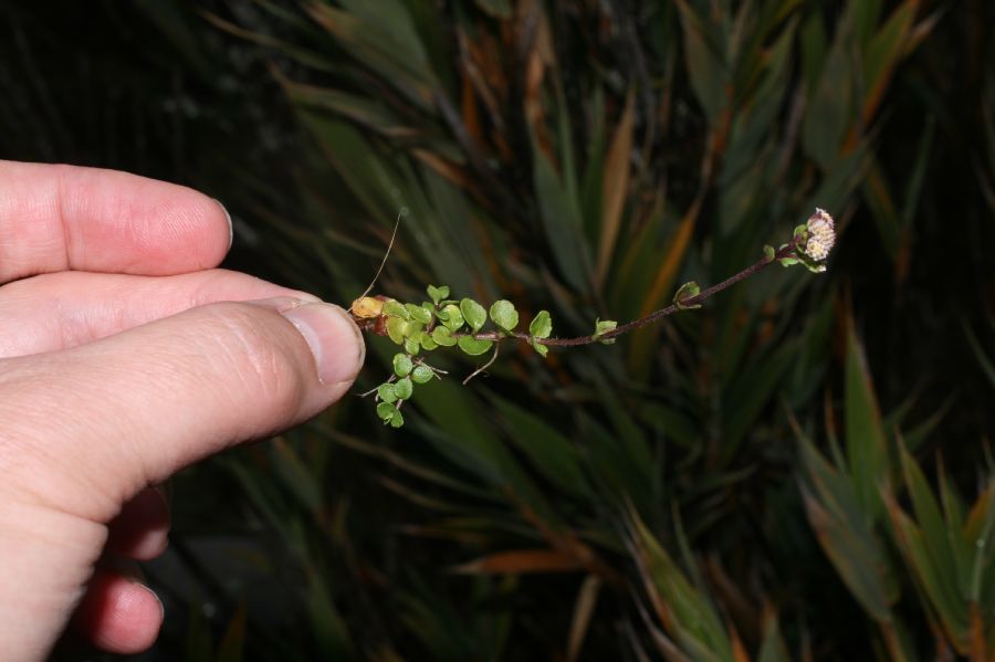 Asteraceae Iltisia repens