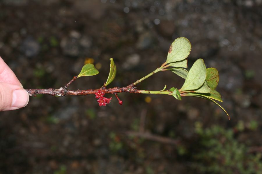 Celastraceae Maytenus woodsonianus