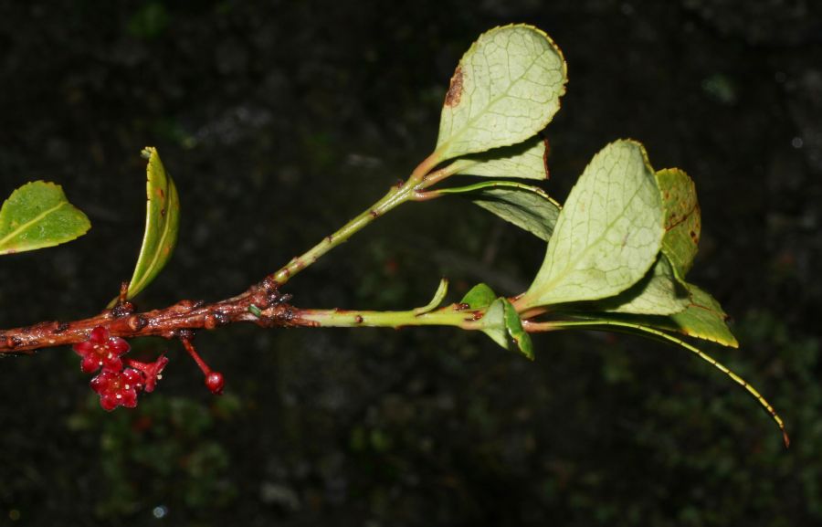 Celastraceae Maytenus woodsonianus