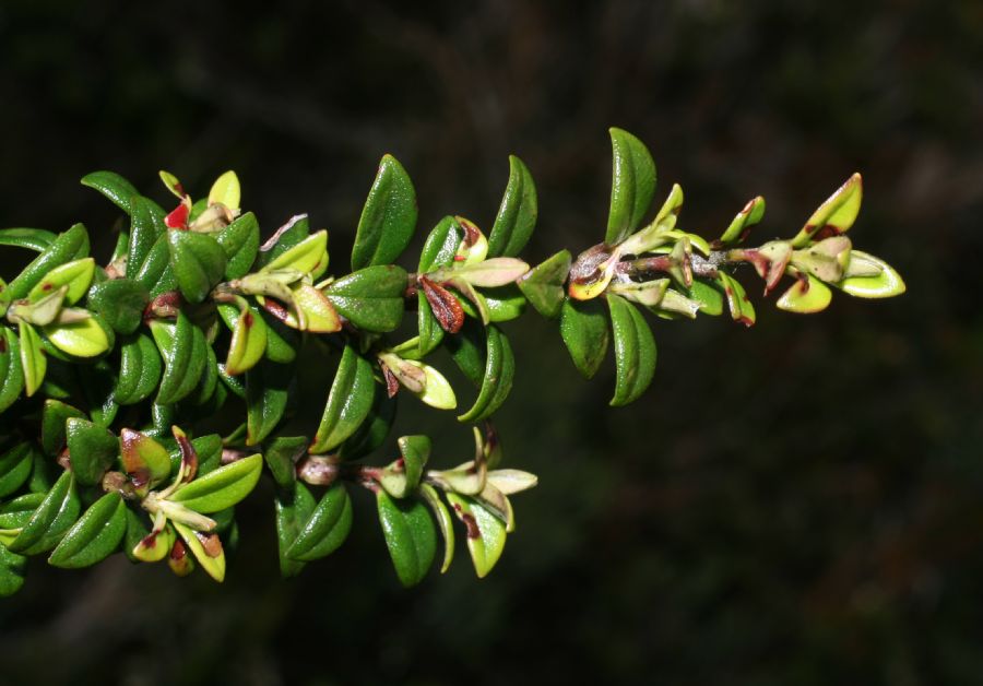 Asteraceae Pentacalia 