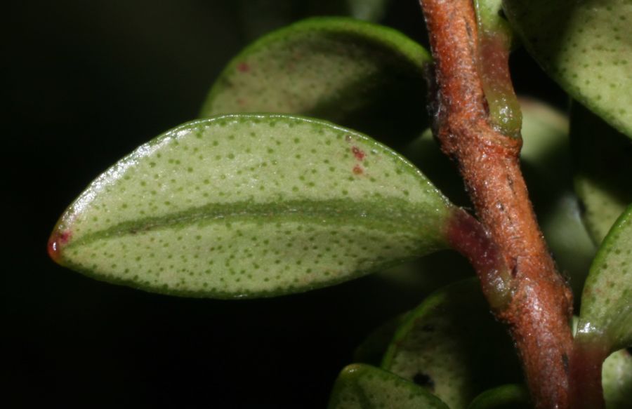 Asteraceae Pentacalia 