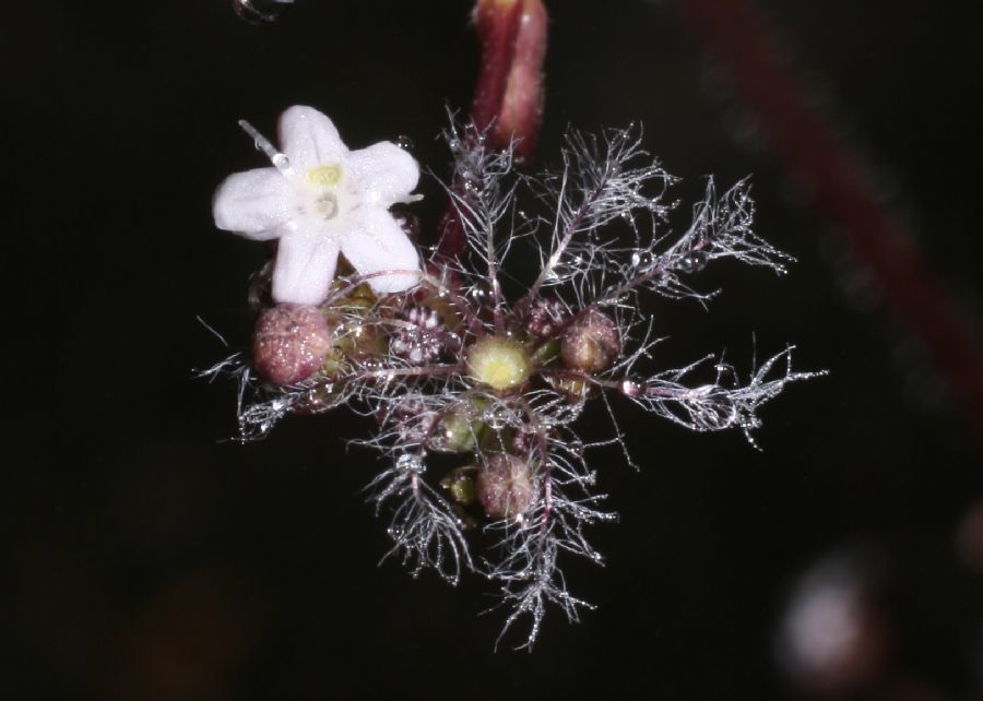 Caprifoliaceae Valeriana prionophylla