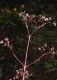 image of Valeriana prionophylla