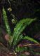 image of Asplenium monanthes