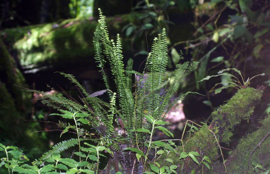 Aspleniaceae Asplenium monanthes