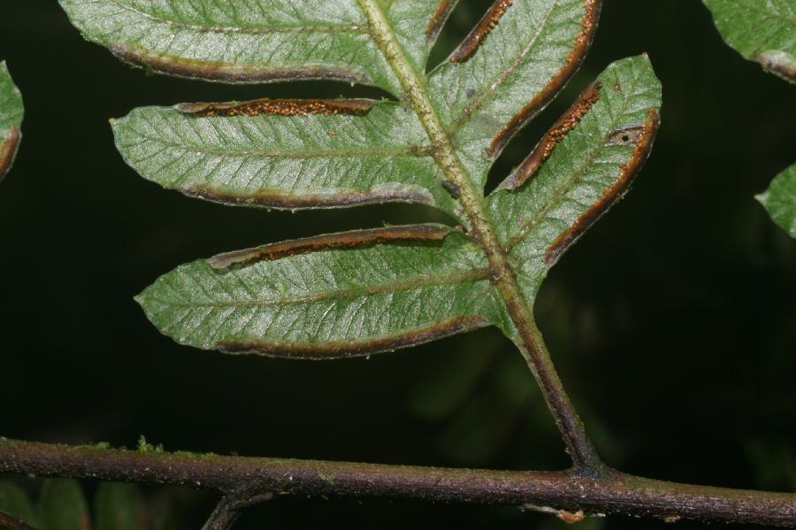 Pteridaceae Pteris muricata