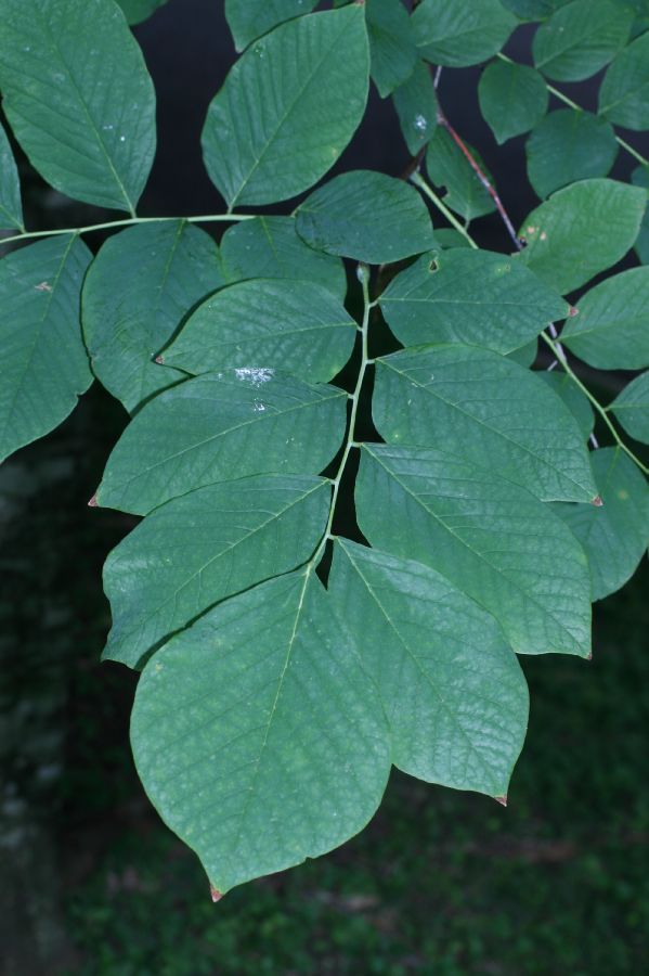 Fabaceae Cladrastis kentuckea