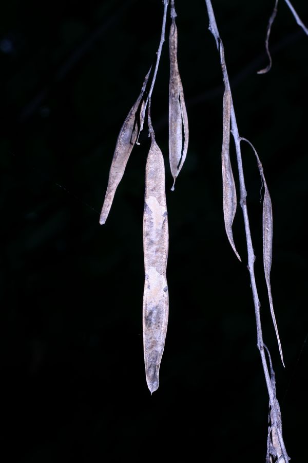 Fabaceae Cladrastis kentuckea