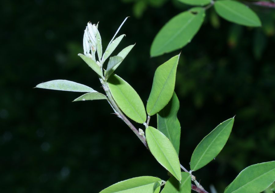 Fabaceae Lespedeza bicolor
