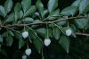 image of Styrax japonica