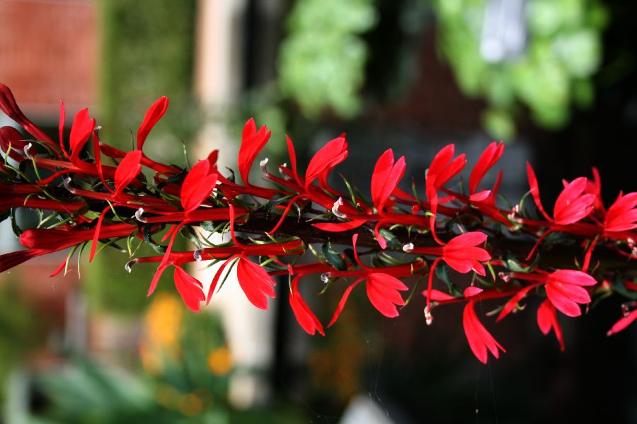 Campanulaceae Lobelia cardinalis