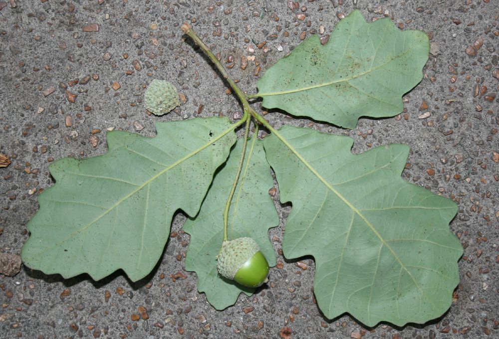 Fagaceae Quercus bicolor