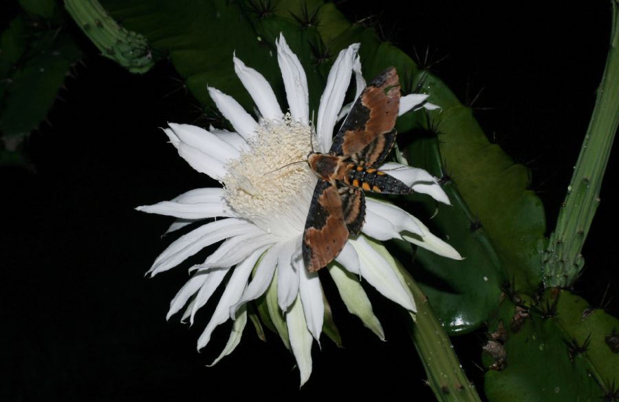 Cactaceae Acanthocereus tetragonus